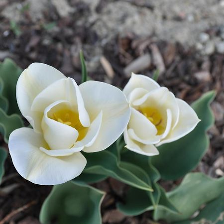B&B Ambrosia 아오스타 외부 사진